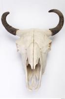 animal skull 0022